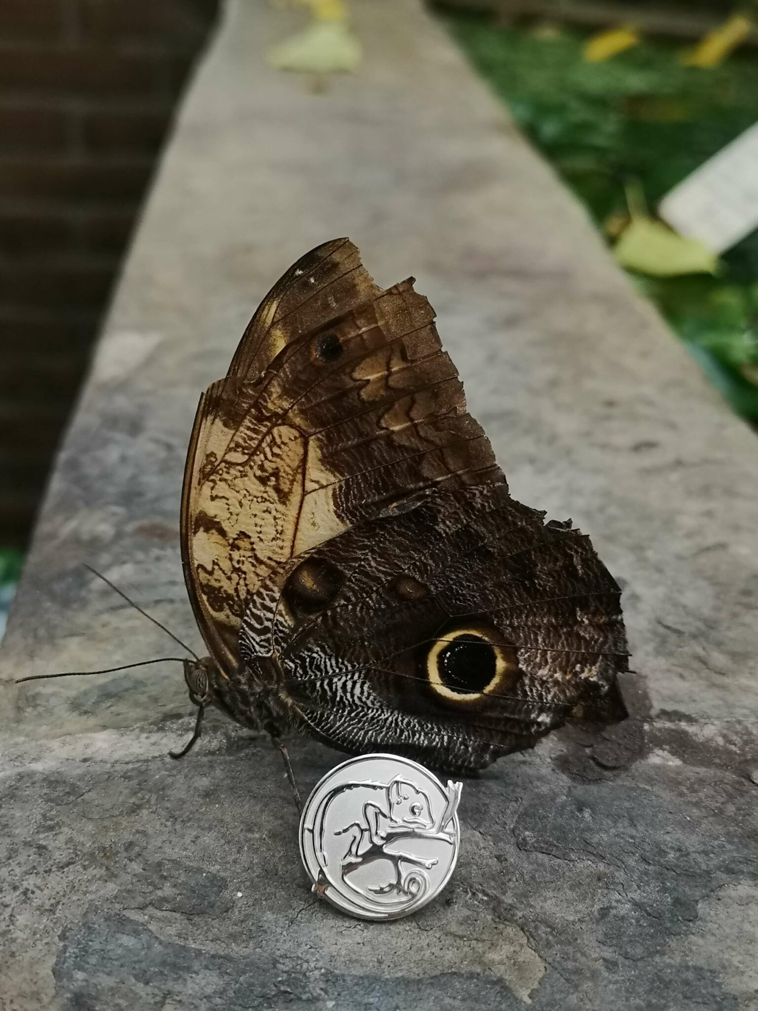 LBC Butterfly Pin